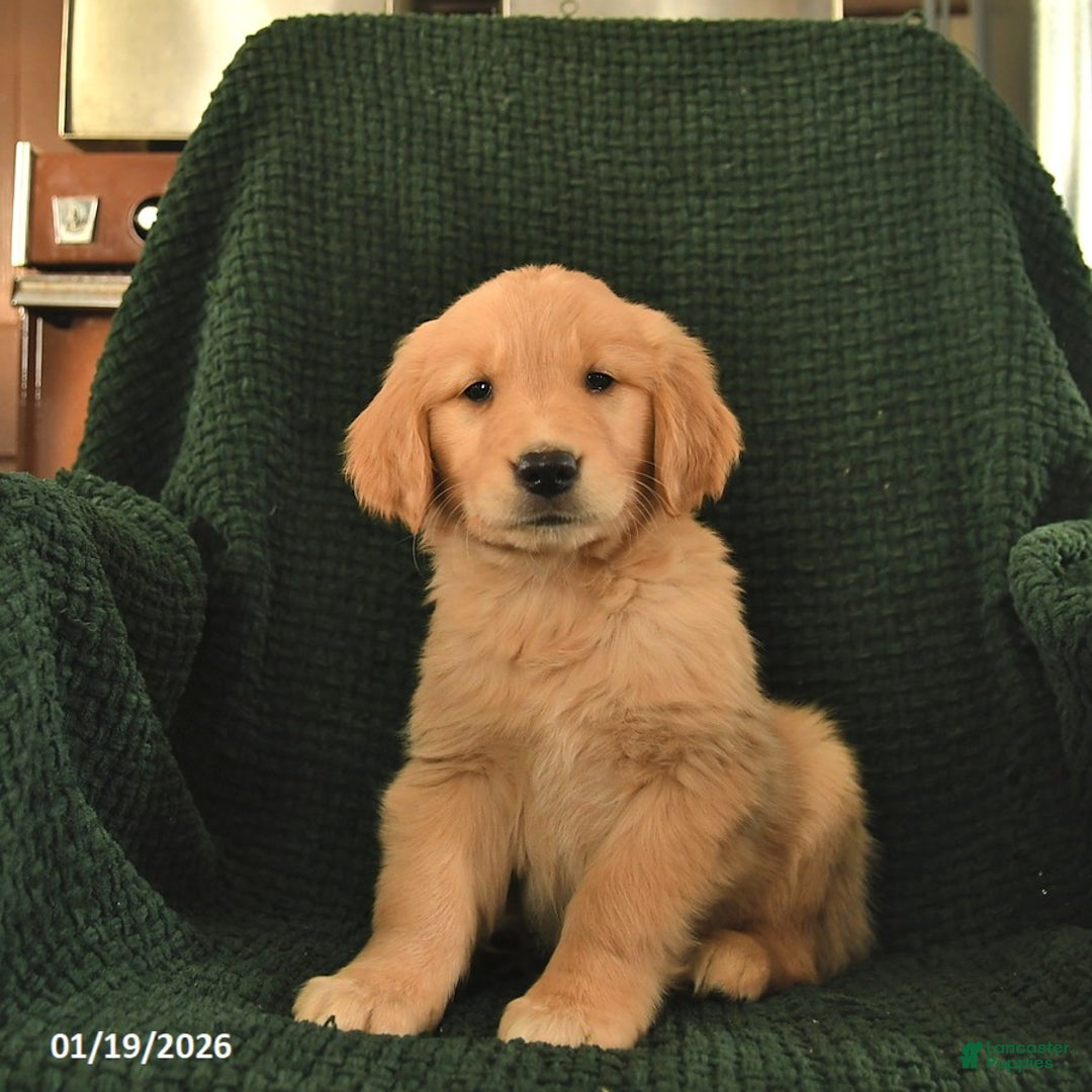 Golden Retriever dogs for sale: Rosie  - Ad 2