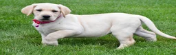 Labrador Retriever dogs for sale: Willow - Ad 9