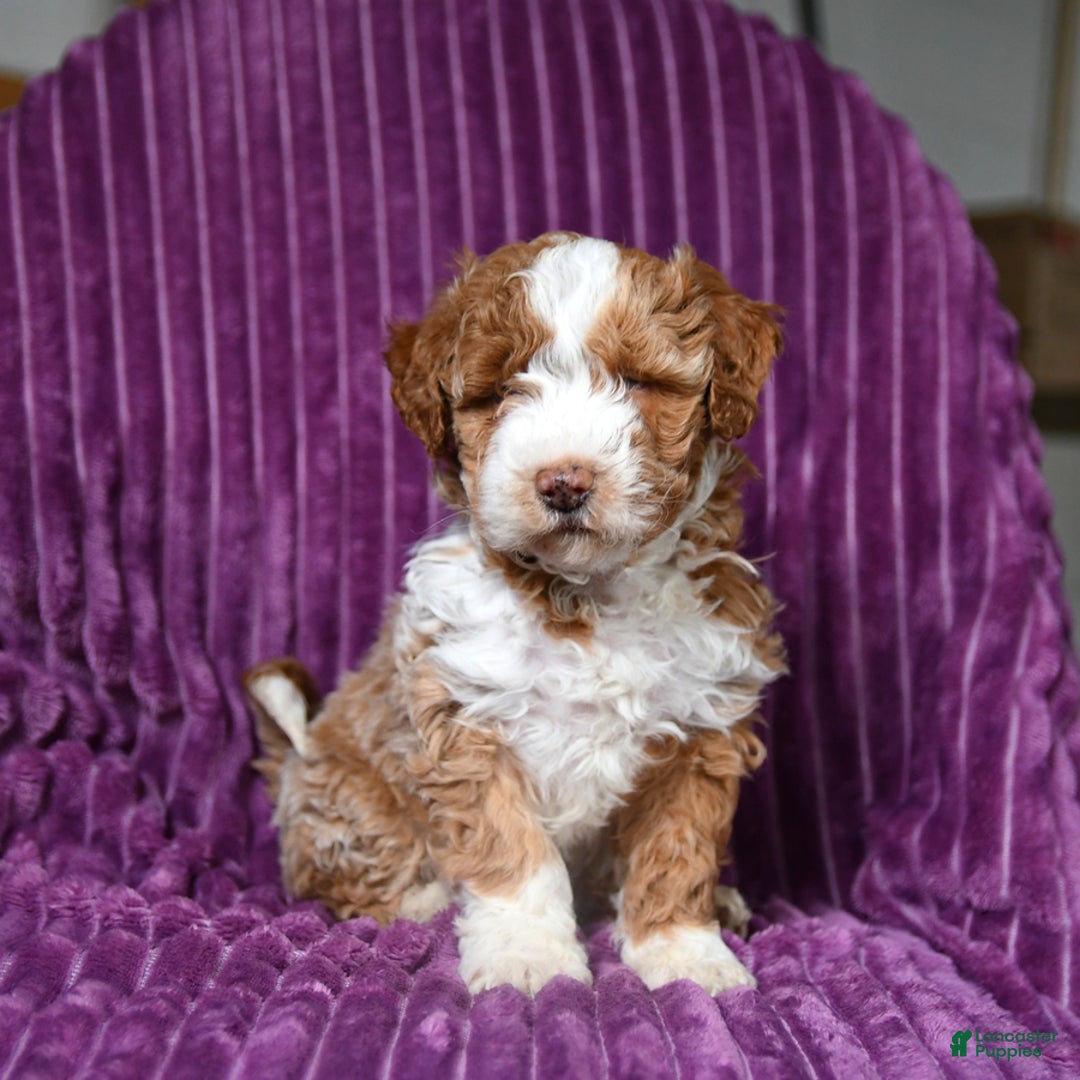 Miniature Poodle dogs for sale: Ivy - Ad 4