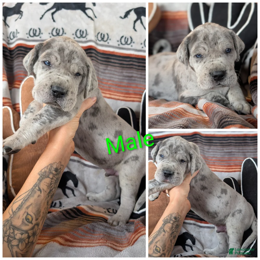 Great Dane dogs for sale: Great Dane Butch - Ad 1