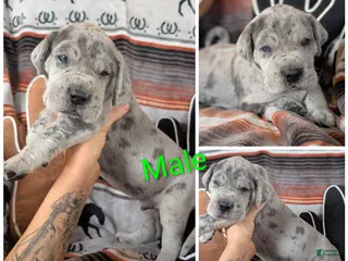 Great Dane dogs Great Dane Butch - Ad 24