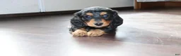 Dachshund dogs for sale: Mocha - Ad 4
