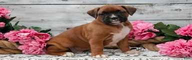 Buster