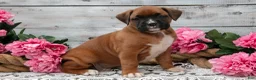 Boxer dogs for sale: Buster - Ad 1