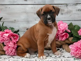 Boxer dogs for sale: Buster - Ad 2