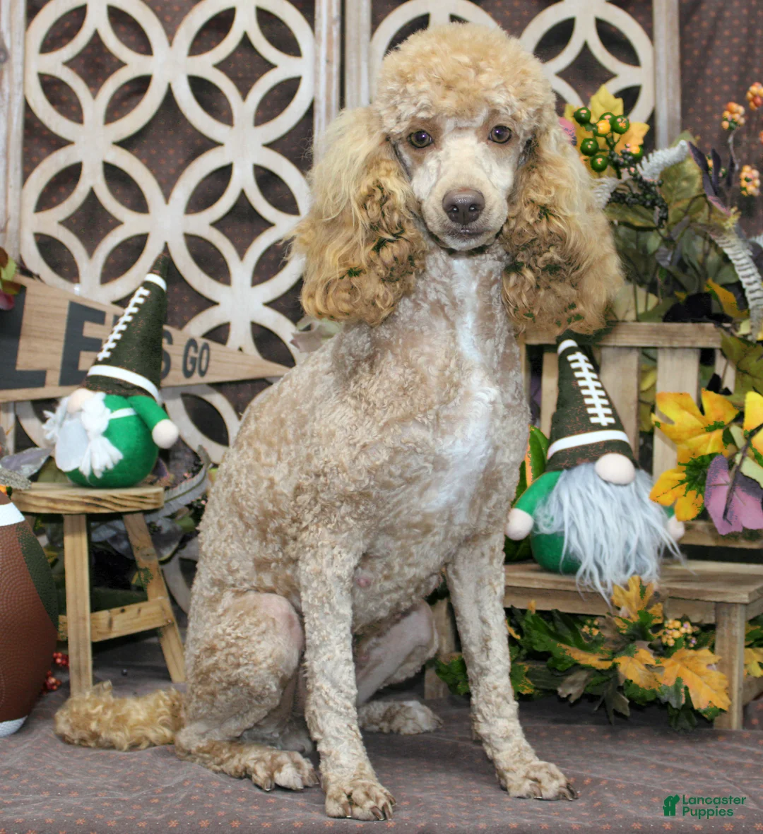 Cavapoo dogs for sale: Nash - Ad 3