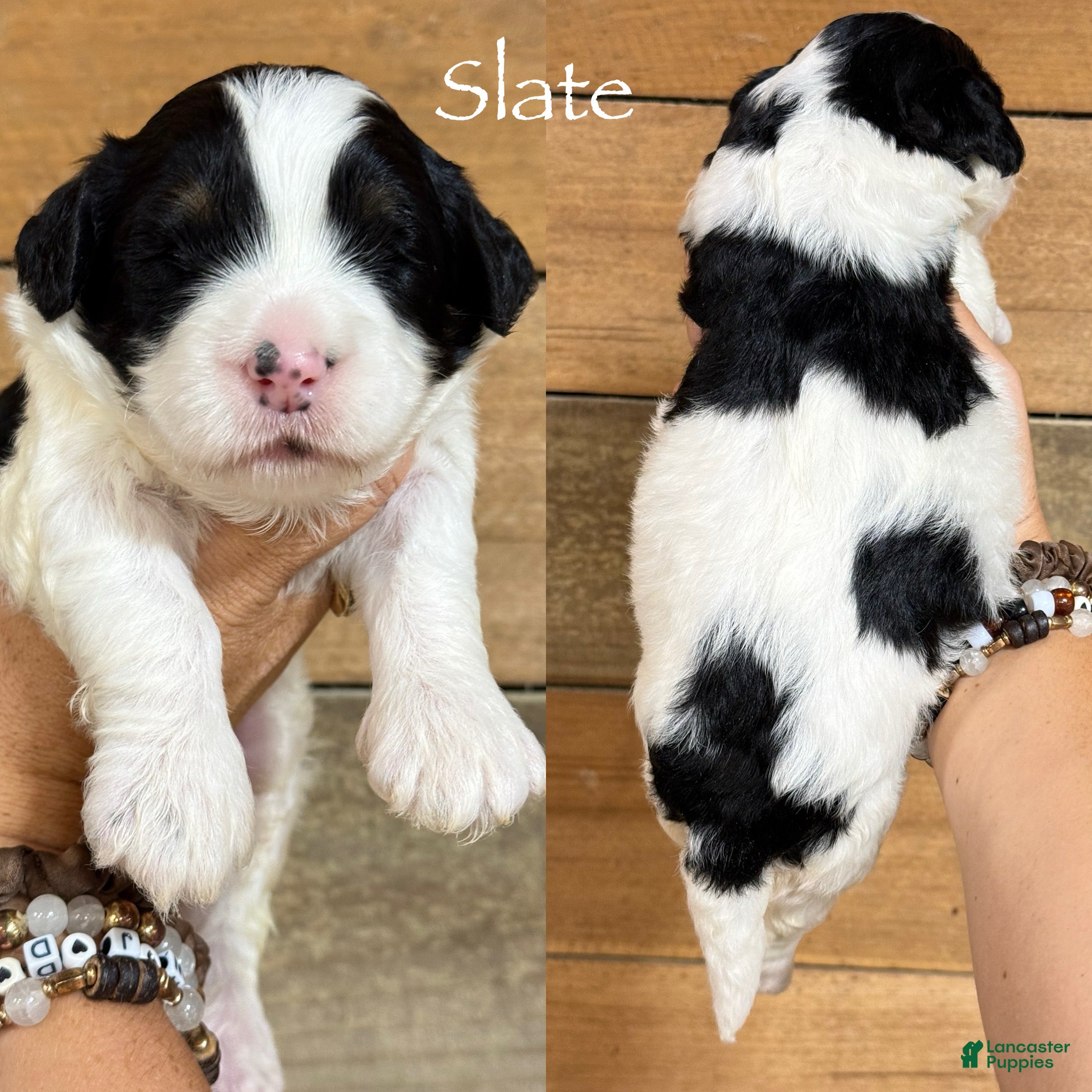 Mini Bernedoodle dogs Slate - Black & White Mini Bernedoodle - Ad 34