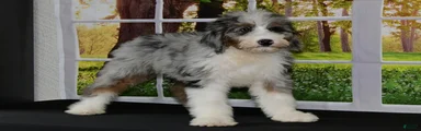 Yara  Bernedoodle 4 