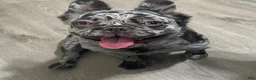 French Bulldog dogs for sale: French Bulldog Puppy 3 - Ad 3