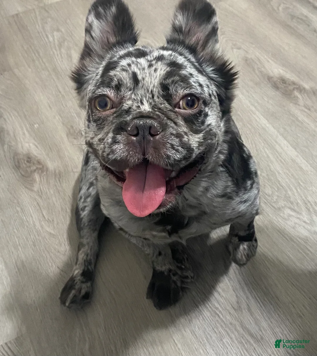 French Bulldog dogs for sale: French Bulldog Puppy 3 - Ad 3