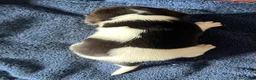 Beagle dogs for sale: Beagle 3 - Ad 6