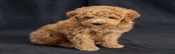 Mini Goldendoodle dogs for sale: Nate - Ad 2