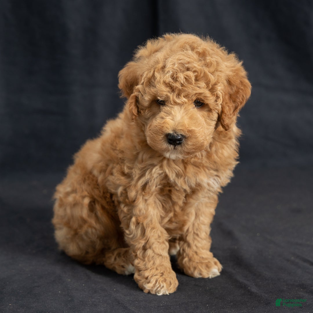 Mini Goldendoodle dogs for sale: Nate - Ad 2