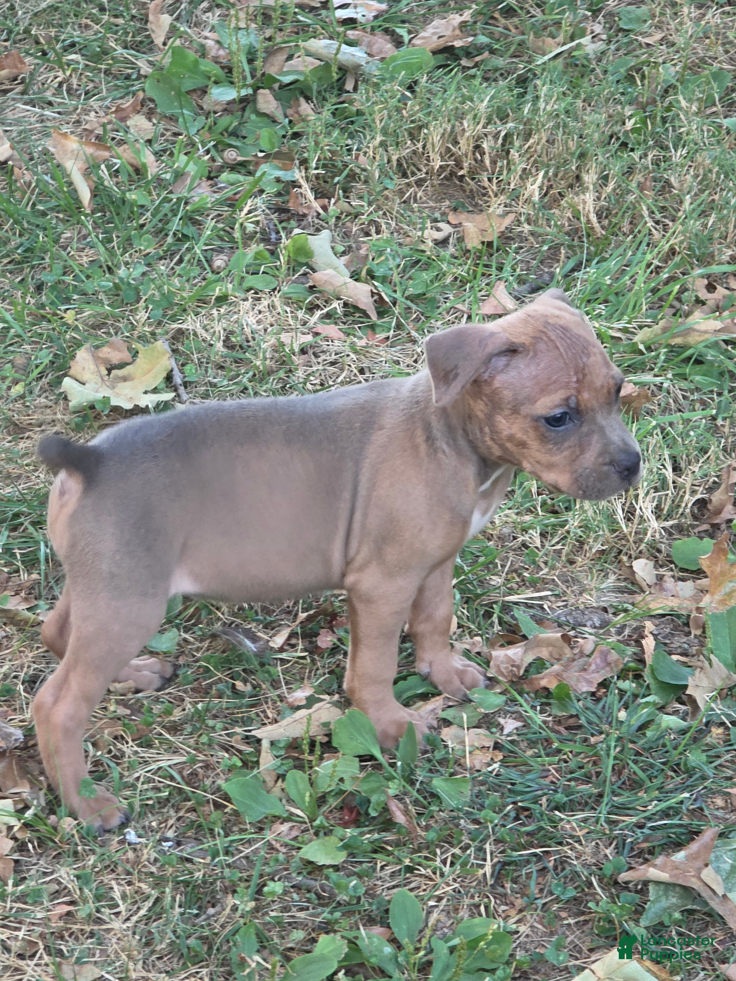 American Bully dogs American Bully 4 - Ad 2