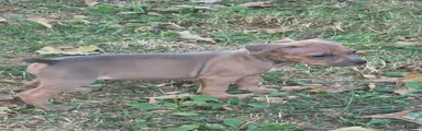 American Bully 4