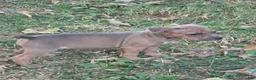 American Bully dogs for sale: American Bully 4 - Ad 1