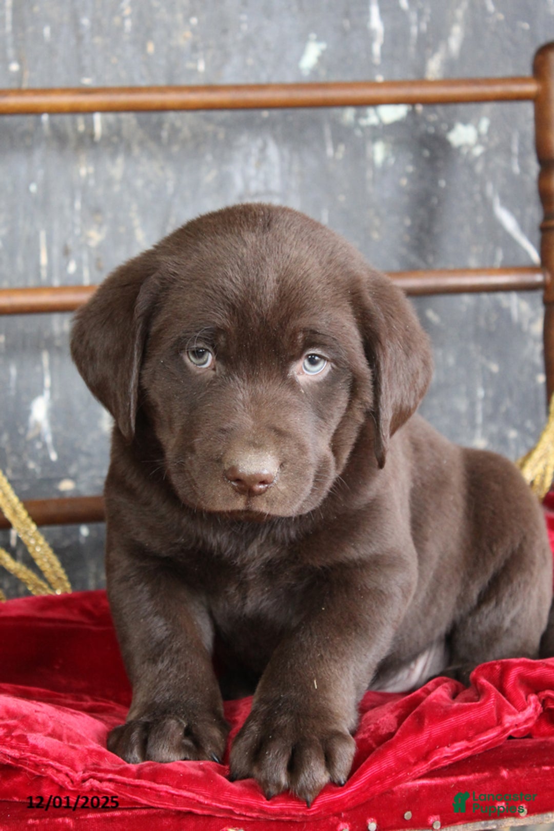 Labrador Retriever dogs for sale: Kylo - Ad 1