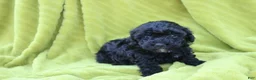 Toy Poodle dogs for sale: Sadie - Ad 6
