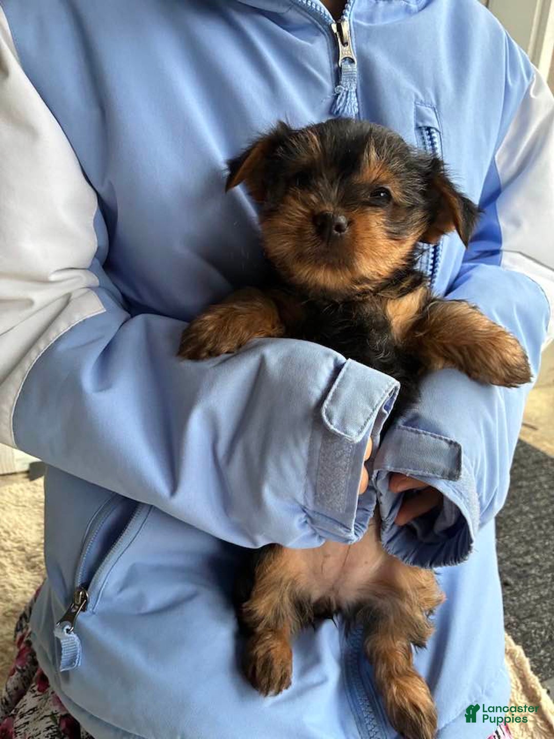 Yorkshire Terrier dogs for sale: Noel - Ad 5
