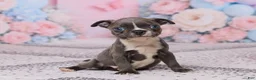 Boston Terrier dogs for sale: Jim - Ad 5