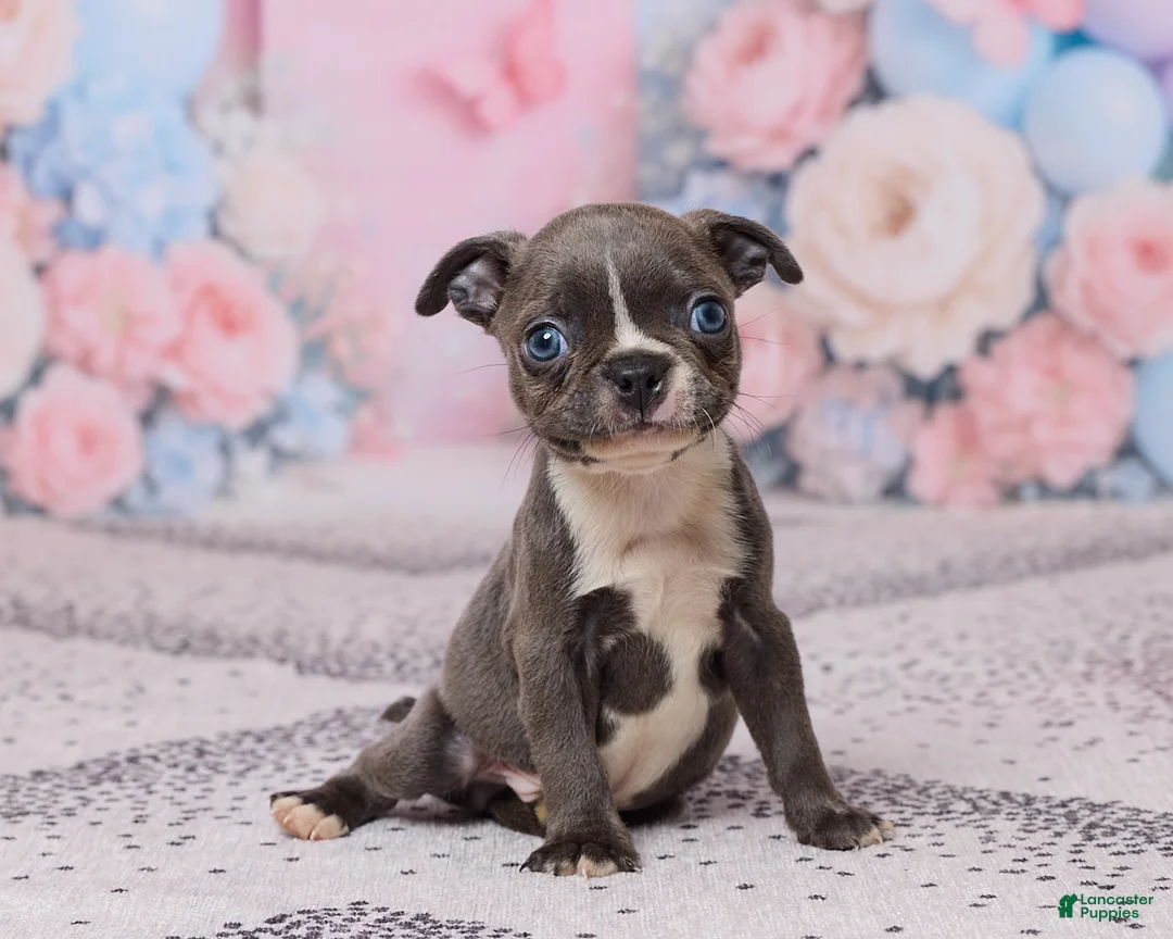 Boston Terrier dogs for sale: Jim - Ad 5