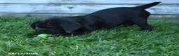 Mini Hippo dogs for sale: Libby - Ad 5