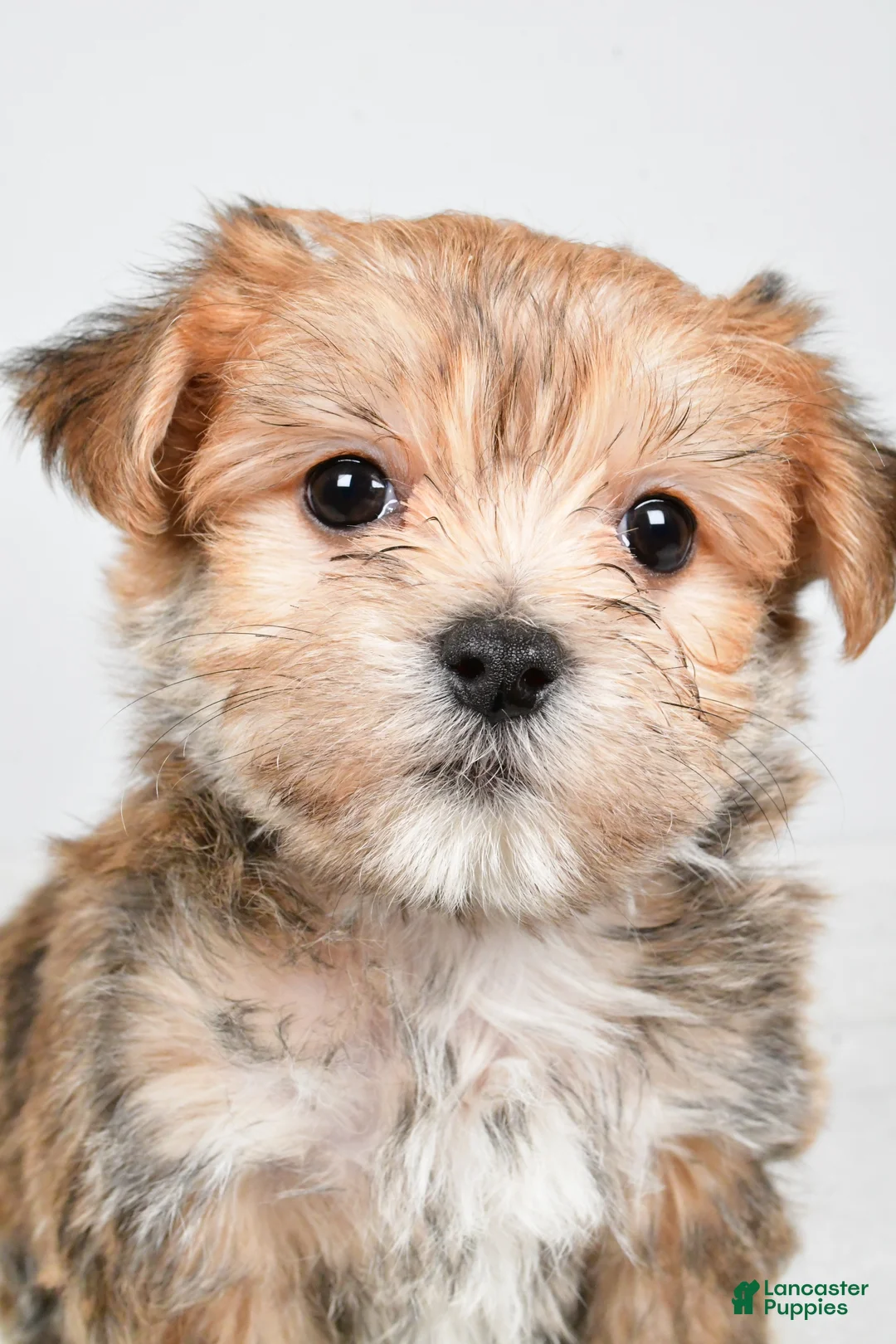 Morkie dogs for sale: Dustin - Ad 8