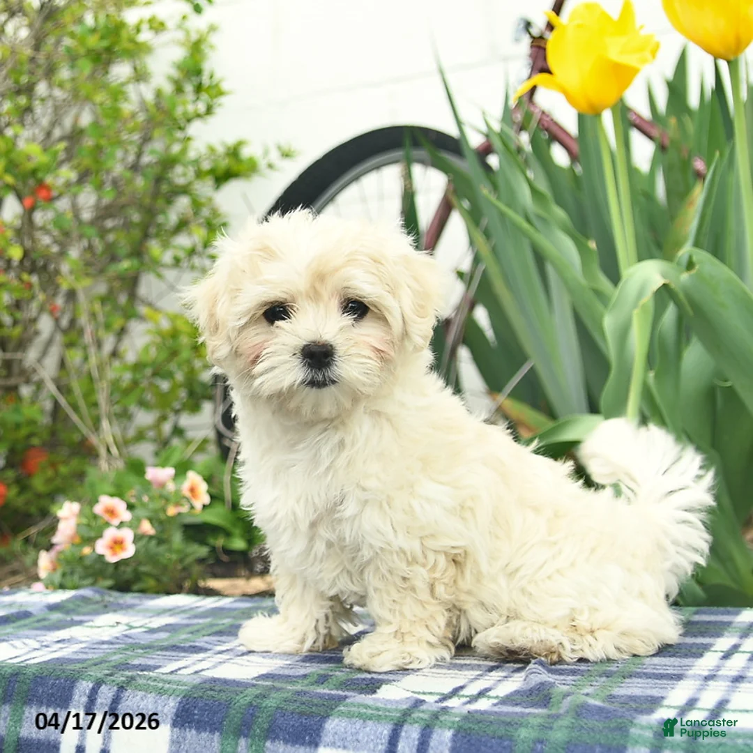 Morkie dogs for sale: Siesta - Ad 2
