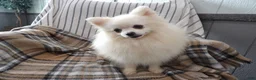Pomeranian dogs for sale: Wanda - Ad 7