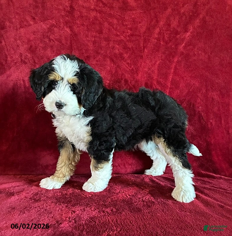 Mini Bernedoodle dogs for sale: Lilly - Ad 2