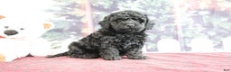 Mini Goldendoodle dogs for sale: Valerina - Ad 3