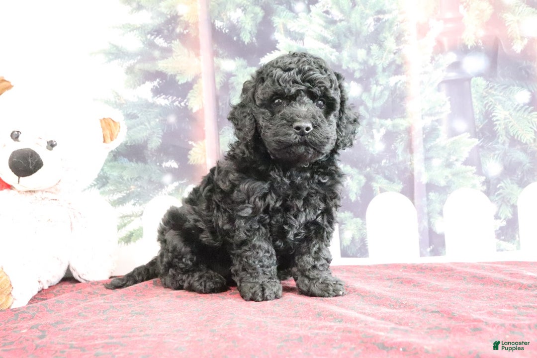 Mini Goldendoodle dogs for sale: Valerina - Ad 3