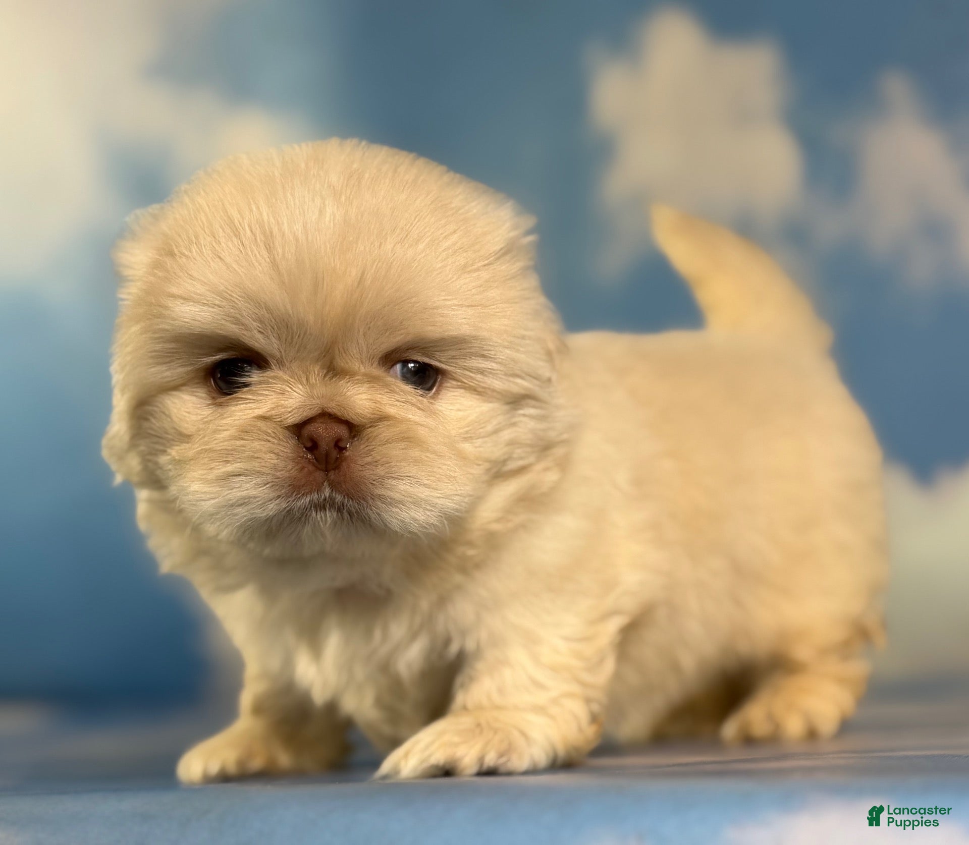 Pekingese dogs  AKC jelly chocolate covered cream DNA OFA - Ad 1