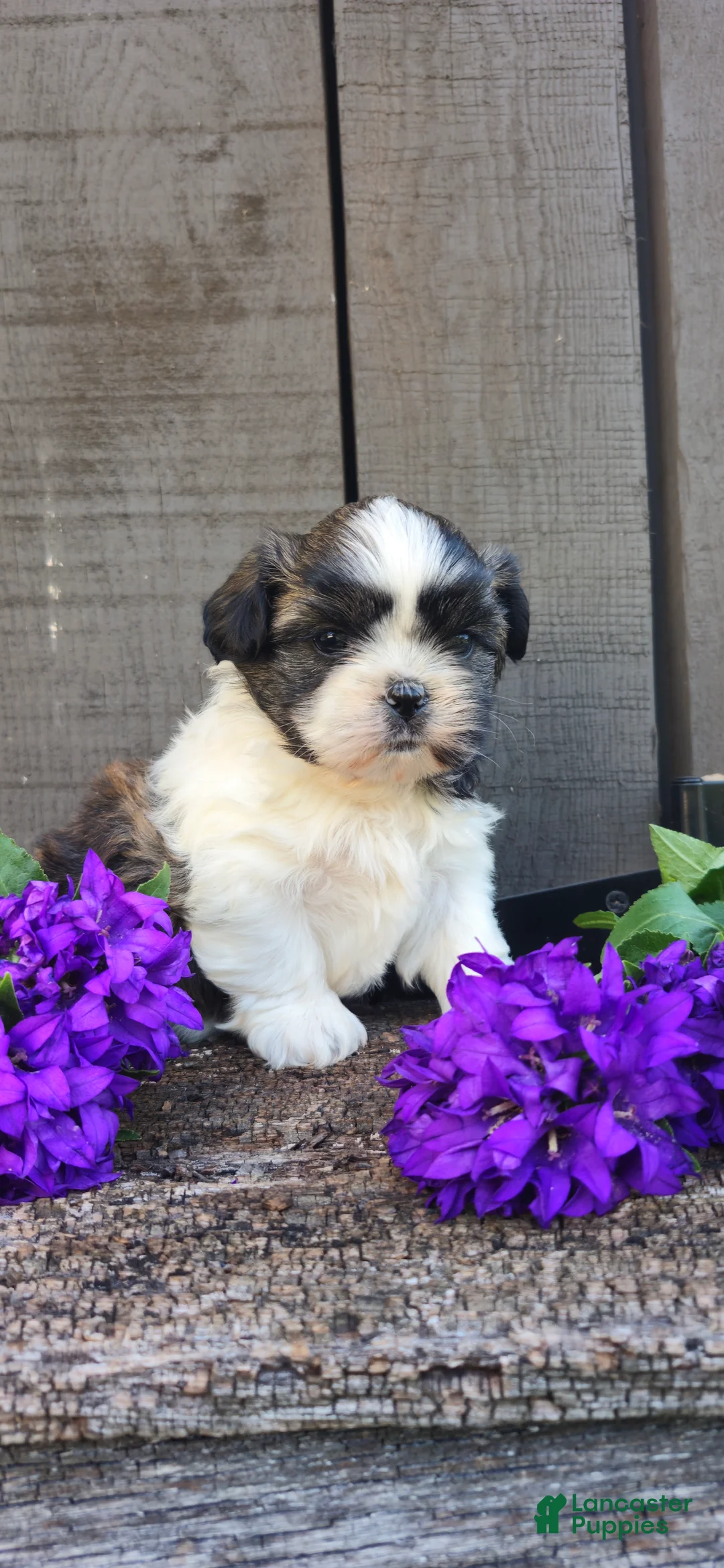 Teddy Bear dogs for sale: Chester - Ad 1