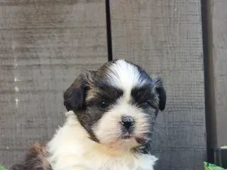 Teddy Bear dogs for sale: Chester - Ad 3