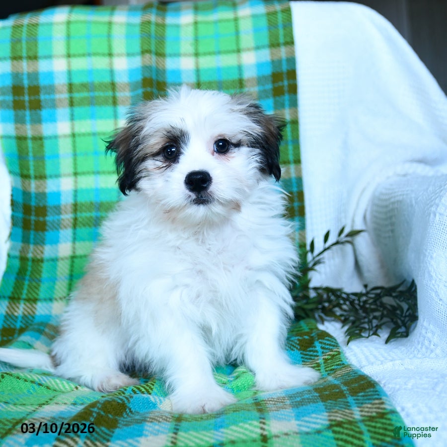 Teddy Bear dogs Waldo - Ad 1