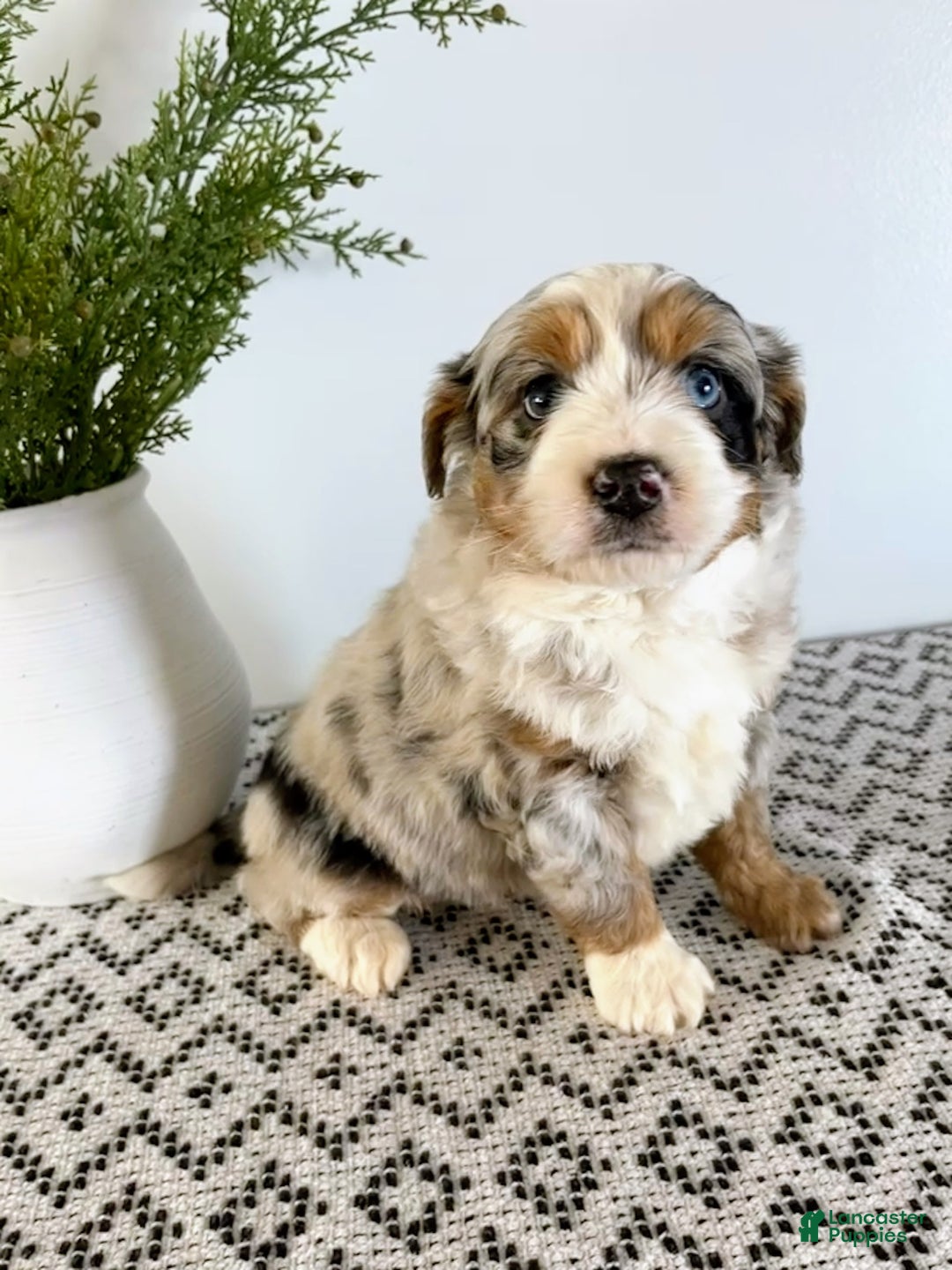 Mini Aussiedoodle dogs for sale: Barkley - Ad 6