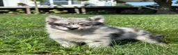Pomsky dogs for sale: Grace - Ad 1