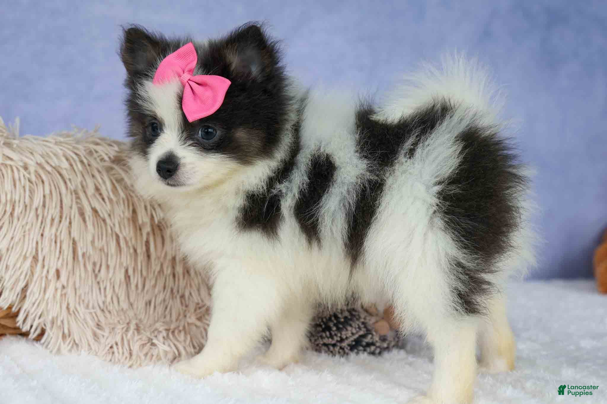 Pomeranian dogs Estella🎀 - Ad 1