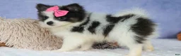 Pomeranian dogs for sale: Estella🎀 - Ad 8