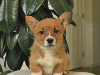 Welsh Corgi Pembroke dogs Caroline - Ad 23