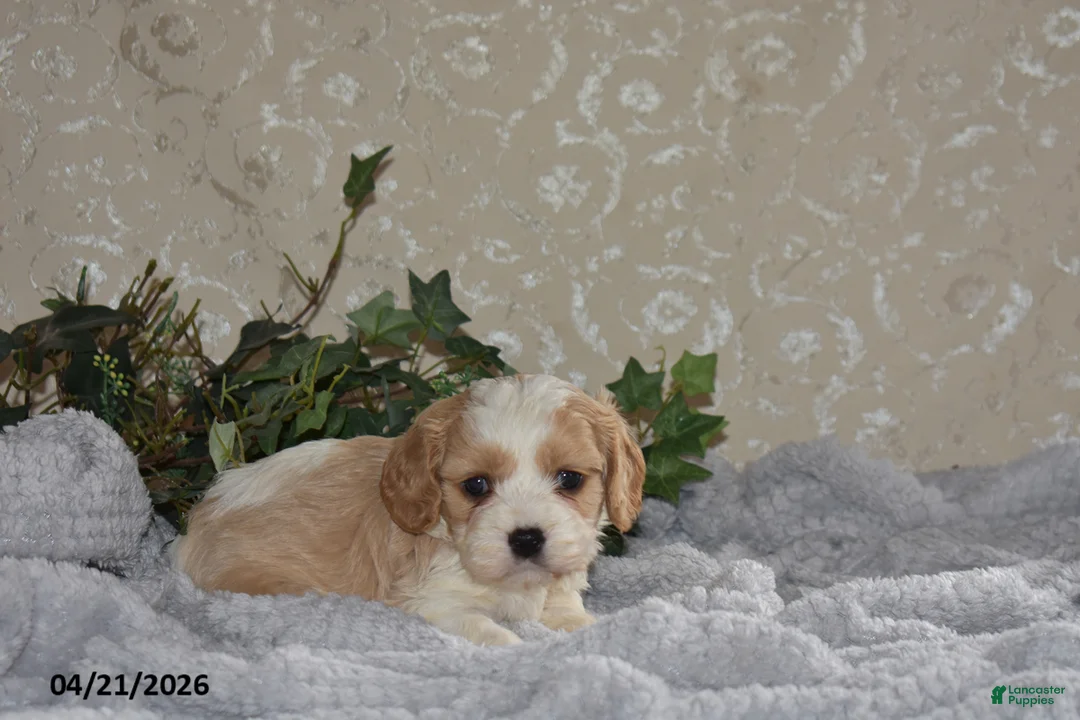 Cavapoo dogs for sale: Larry - Ad 1