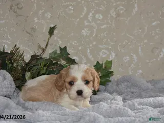 Cavapoo dogs for sale: Larry - Ad 1