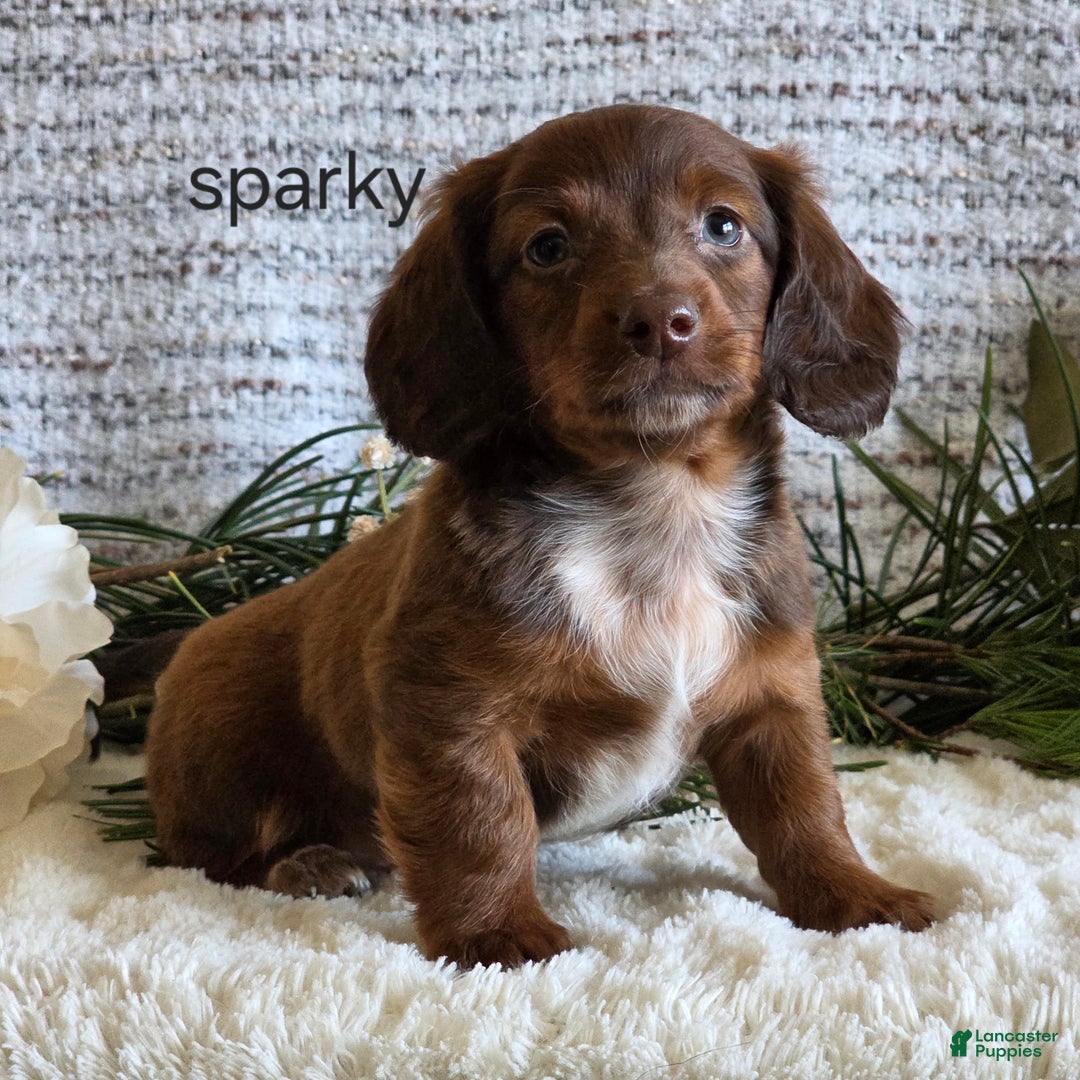 Miniature Dachshund dogs for sale: Sparky - Ad 1