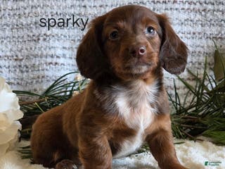Miniature Dachshund dogs Sparky - Ad 32