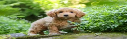 Maltipoo dogs for sale: Christopher - Ad 5