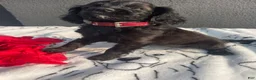 Mixed Breed dogs for sale: Pinky - Ad 2