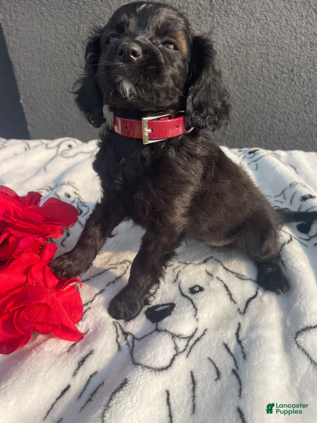 Mixed Breed dogs for sale: Pinky - Ad 2