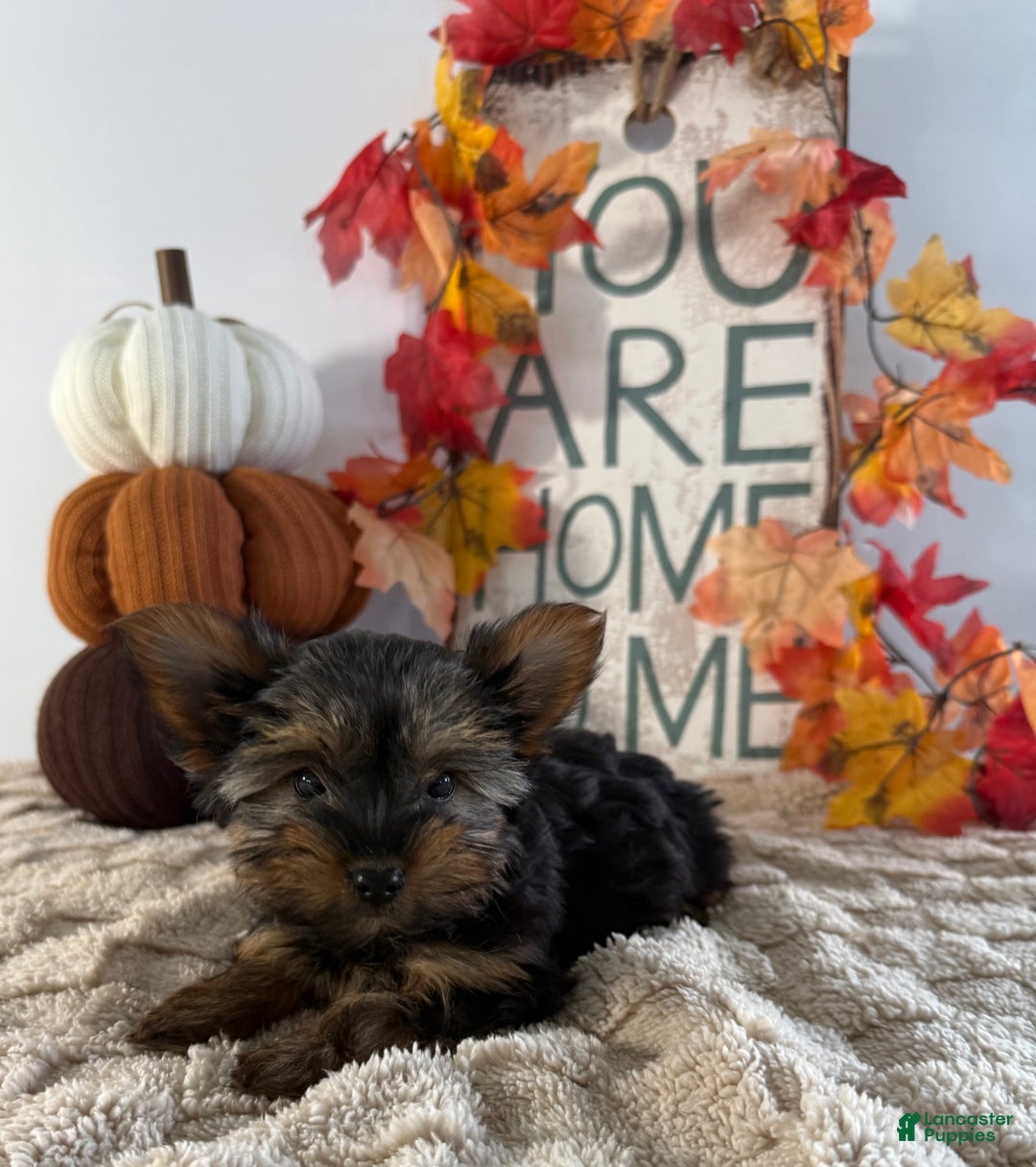Yorkshire Terrier dogs for sale: Cala - Ad 4