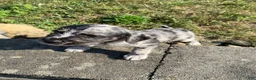 Mixed Breed dogs for sale: Josie - Ad 5